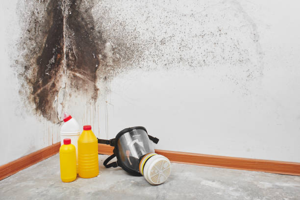 Best Office Mold Removal Services  in Huxley, IA