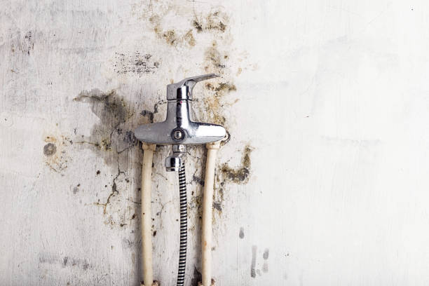 Best Attic Mold Removal  in Huxley, IA