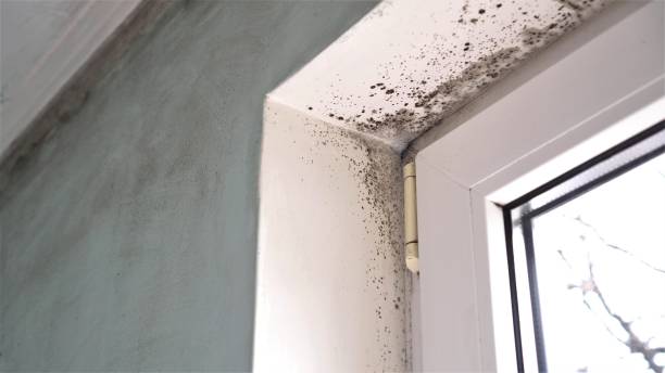 Professional Mold Removal in Huxley, IA