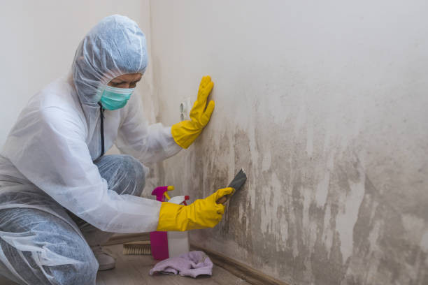 Crawl Space Mold Removal in Huxley, IA