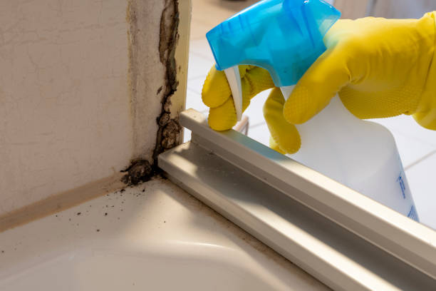 Best Black Mold Removal  in Huxley, IA
