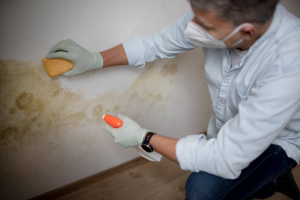 Best Certified Mold Removal  in Huxley, IA