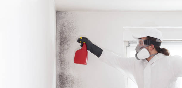 Best Attic Mold Removal  in Huxley, IA