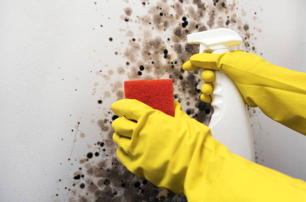 Best Certified Mold Removal  in Huxley, IA