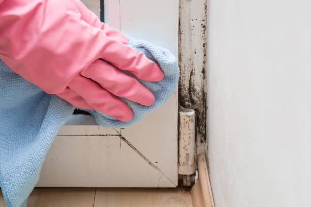 Best Crawl Space Mold Removal  in Huxley, IA